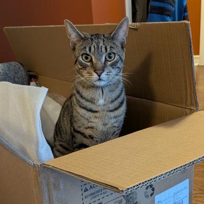 Simba, adoptable, Young Male Bengal.