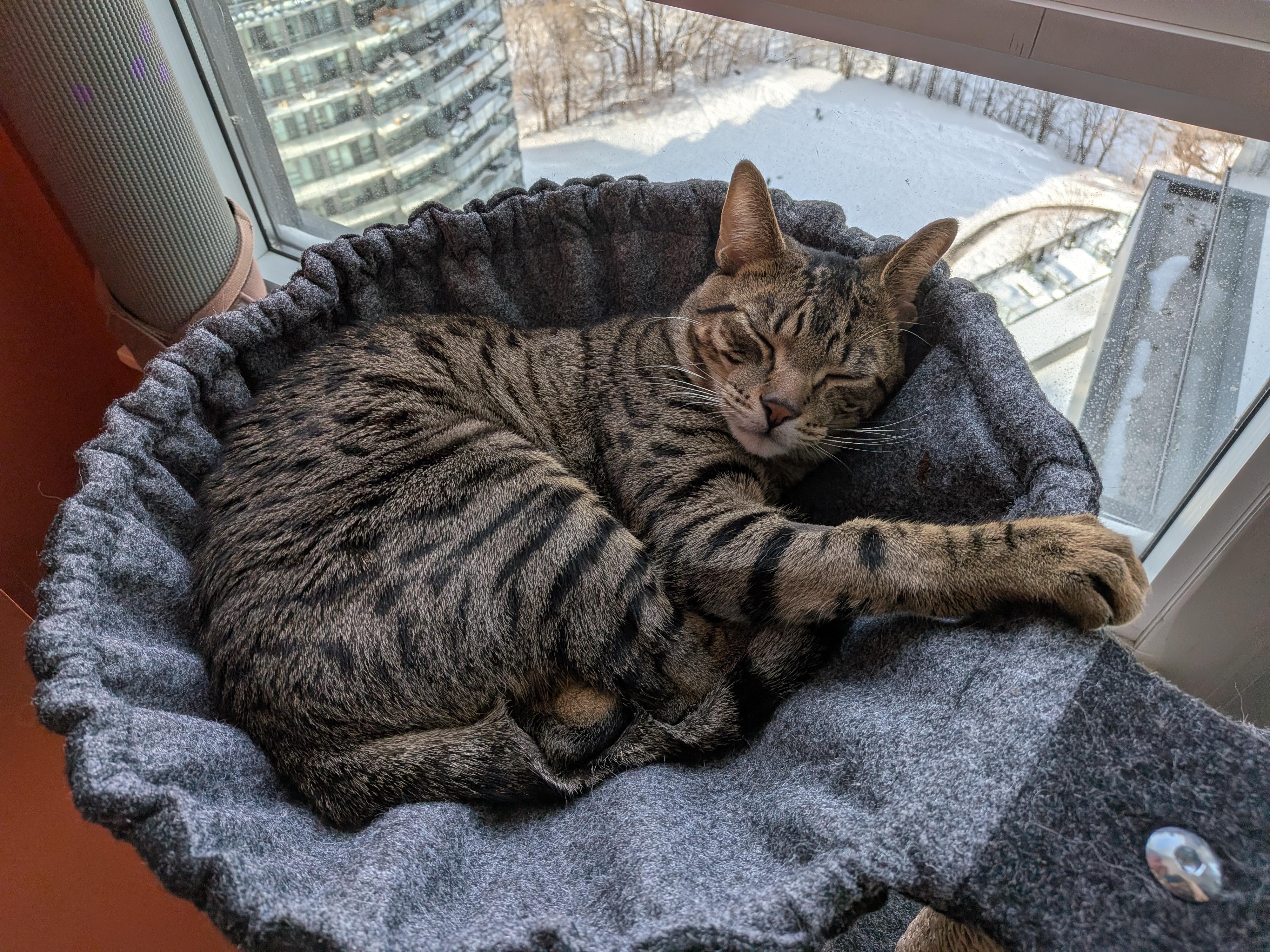 Simba, an adoptable mixed breed in Mississauga, ON image 3/6