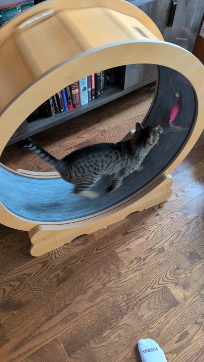 Enlarge Simba, an adoptable mixed breed in Mississauga, ON video 6/6