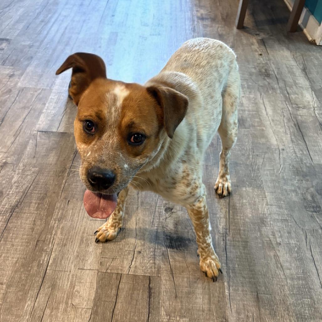 Hank, Adoptable, Adult Male Cattle Dog.
