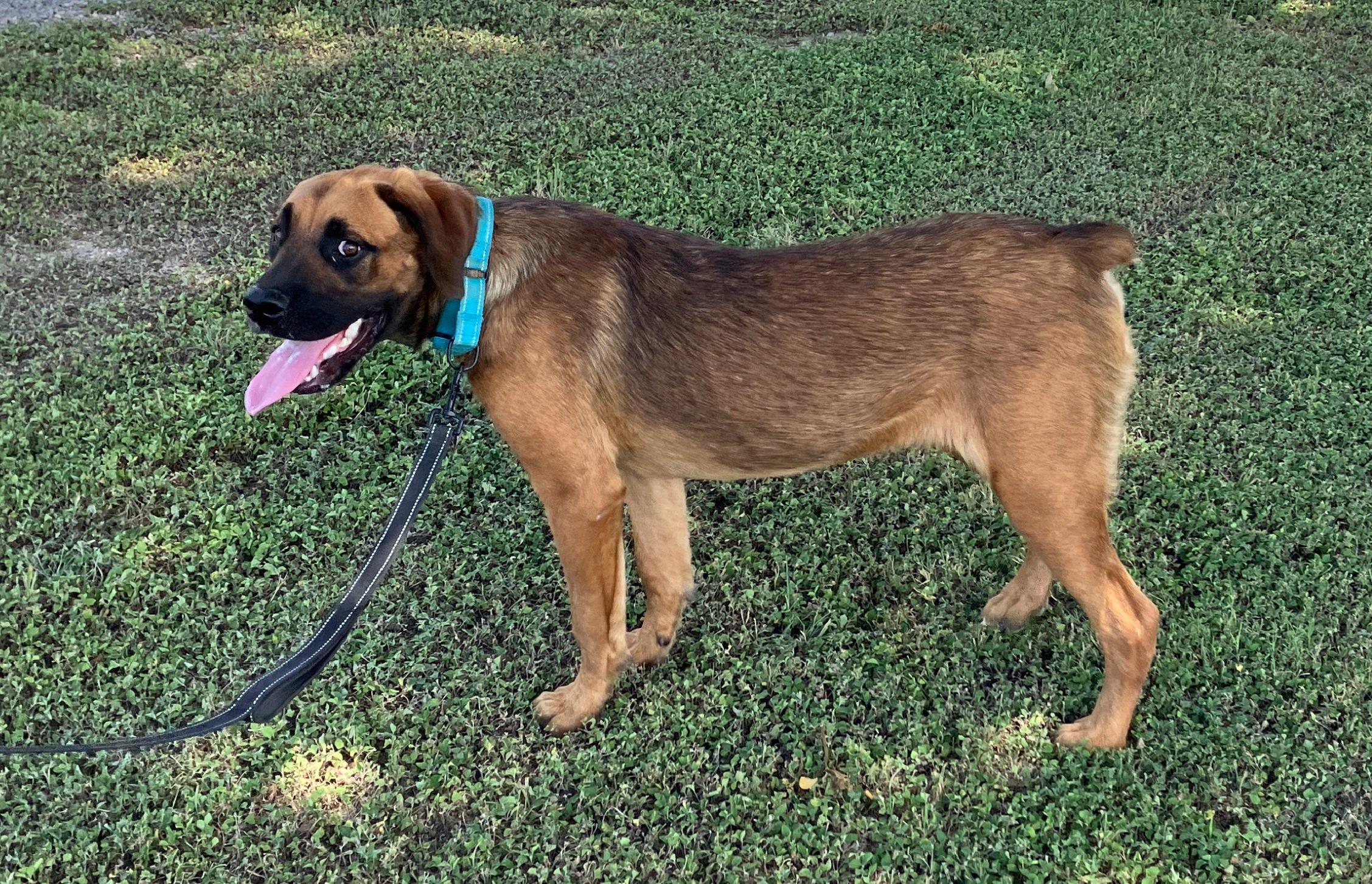 ANGUS - Big Goofy Puppy, a Adoptable mixed breed in Dandridge, TN image 4/6