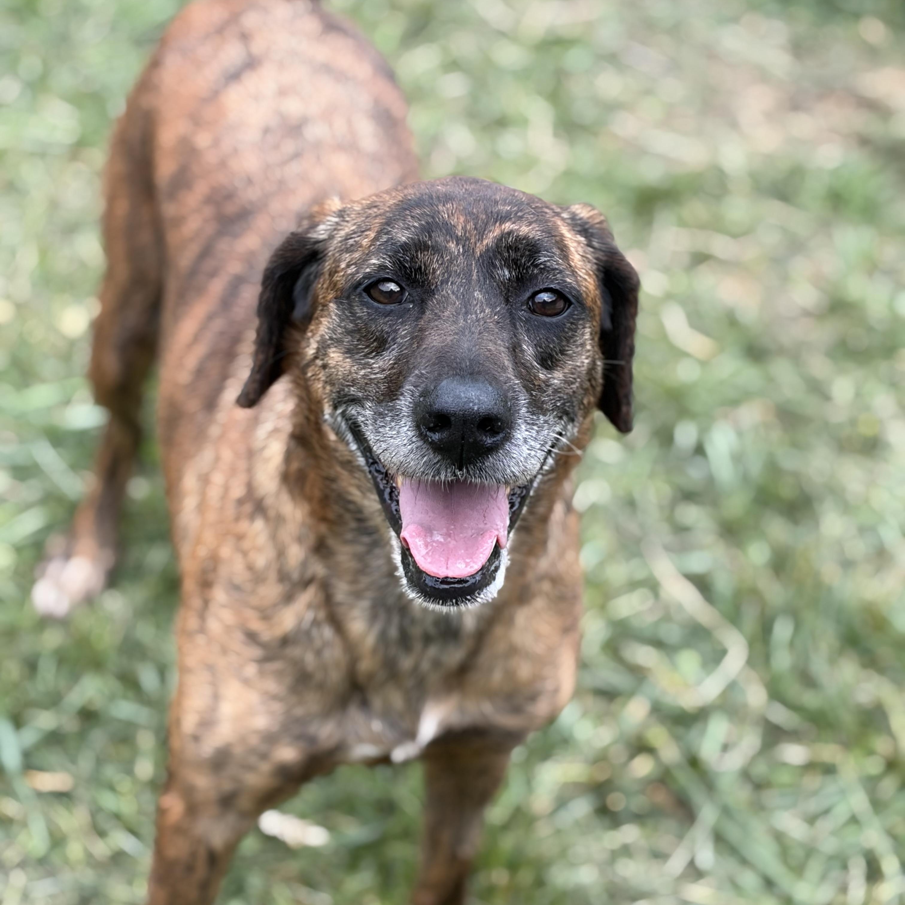 Enlarge Glory, a Adoptable mixed breed in Downers Grove, IL image 3/3