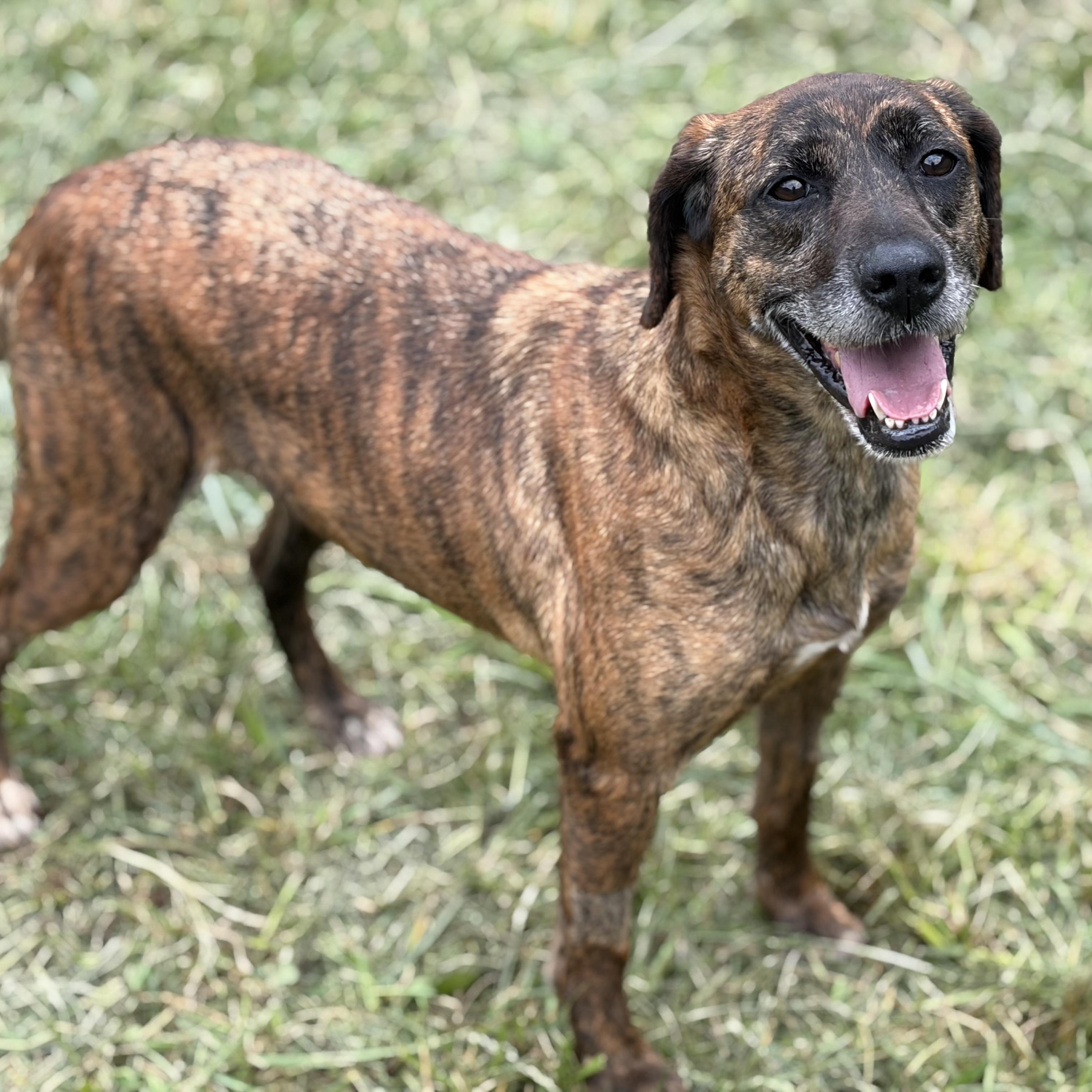 Enlarge Glory, a Adoptable mixed breed in Downers Grove, IL image 2/3