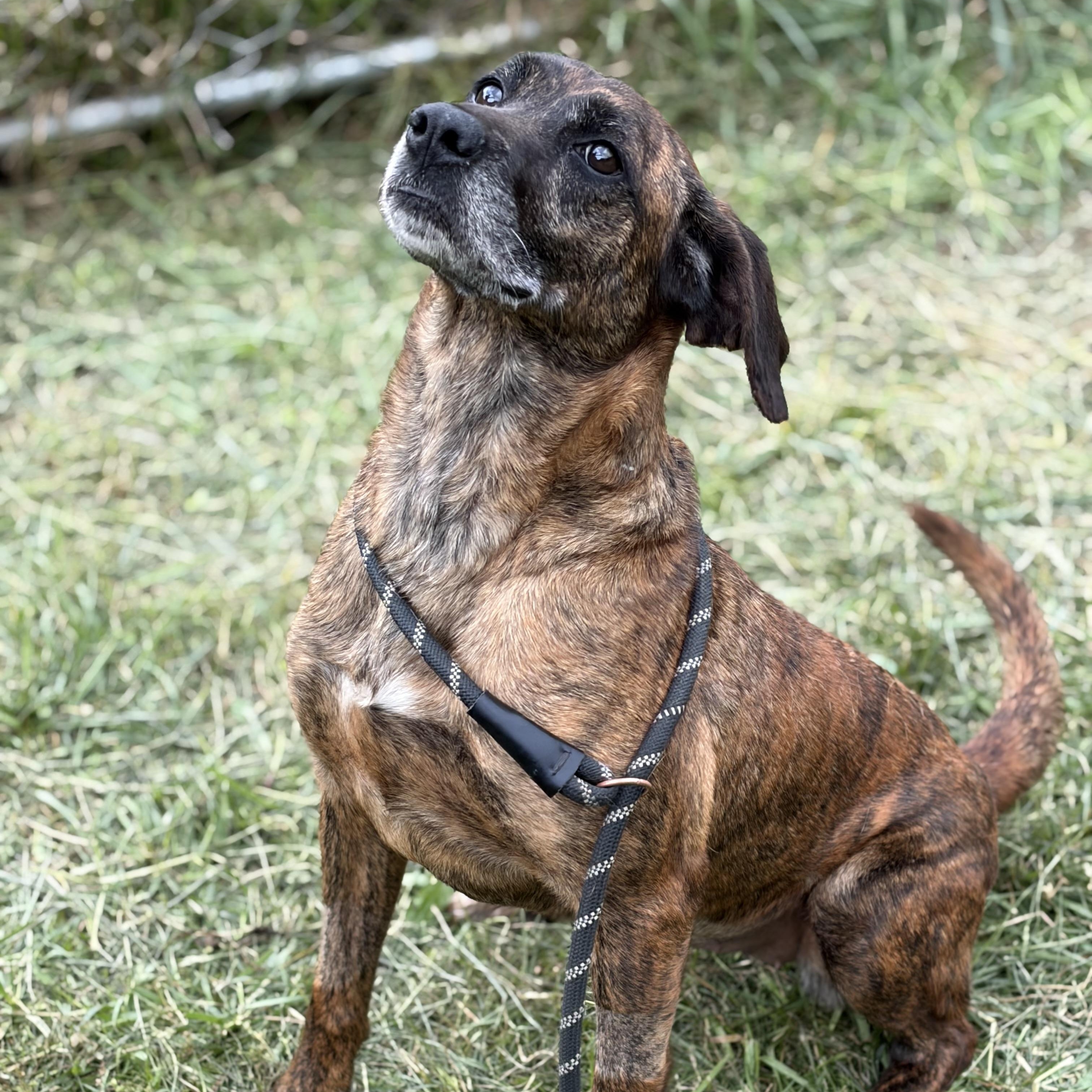 Glory, Adoptable, Adult Female Hound.