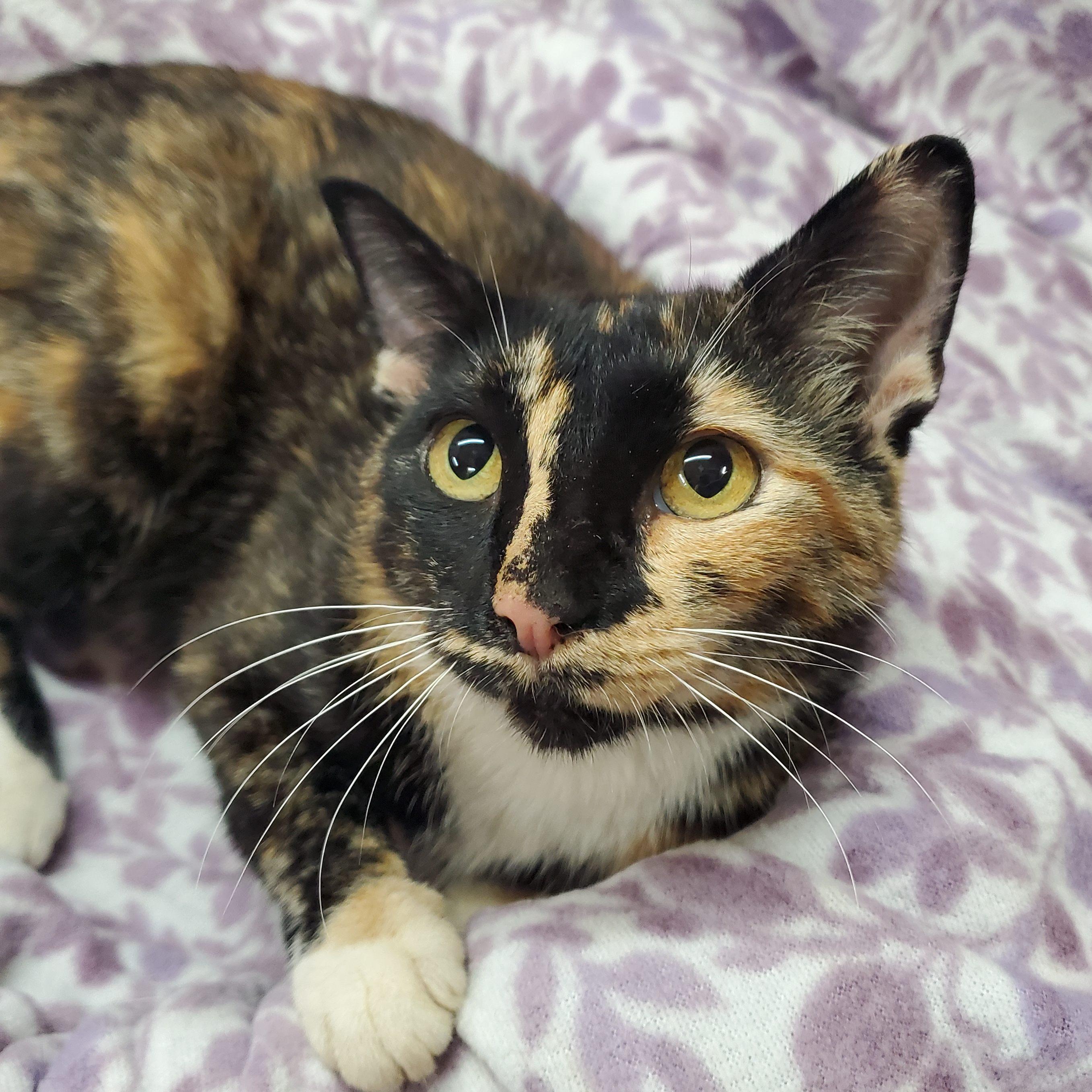 Charm, ADOPTABLE, Young Female Domestic Short Hair.