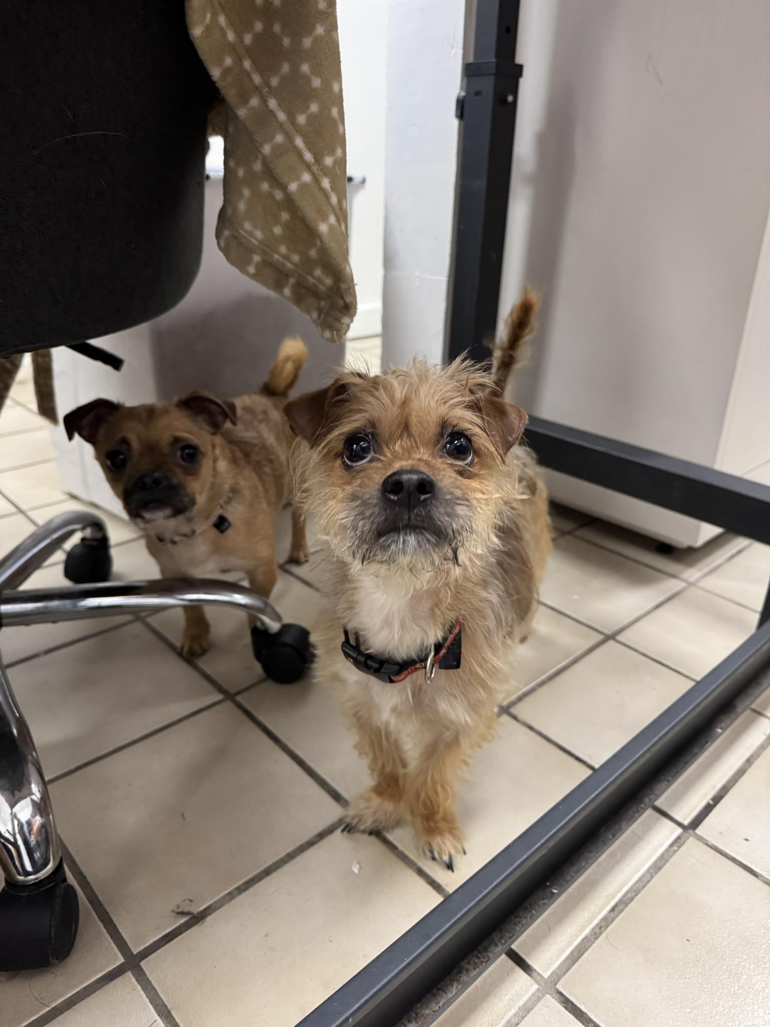 Enlarge Wookie, a Adoptable mixed breed in Ponchatoula, LA image 3/4