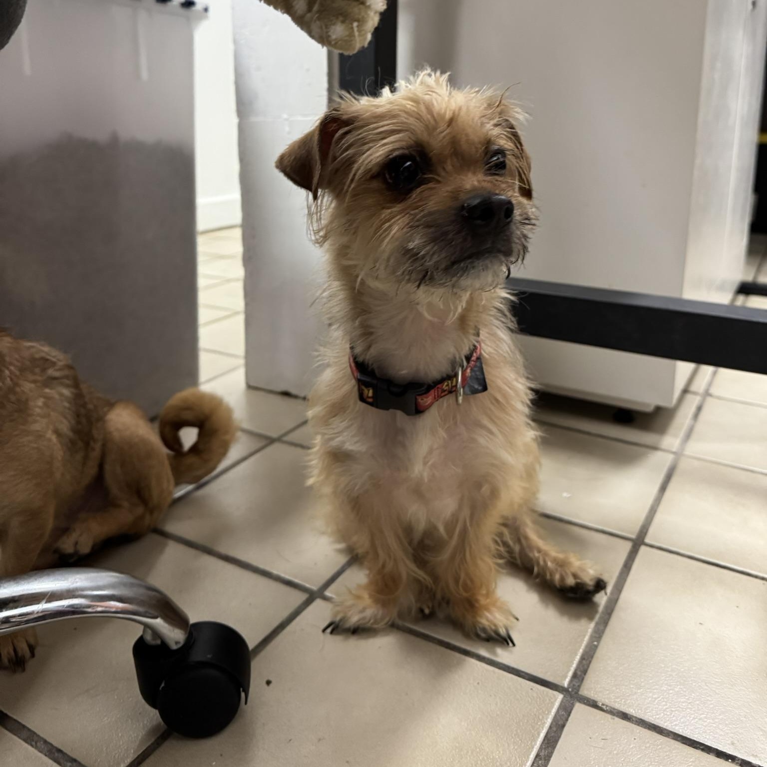 Enlarge Wookie, a Adoptable mixed breed in Ponchatoula, LA image 2/4