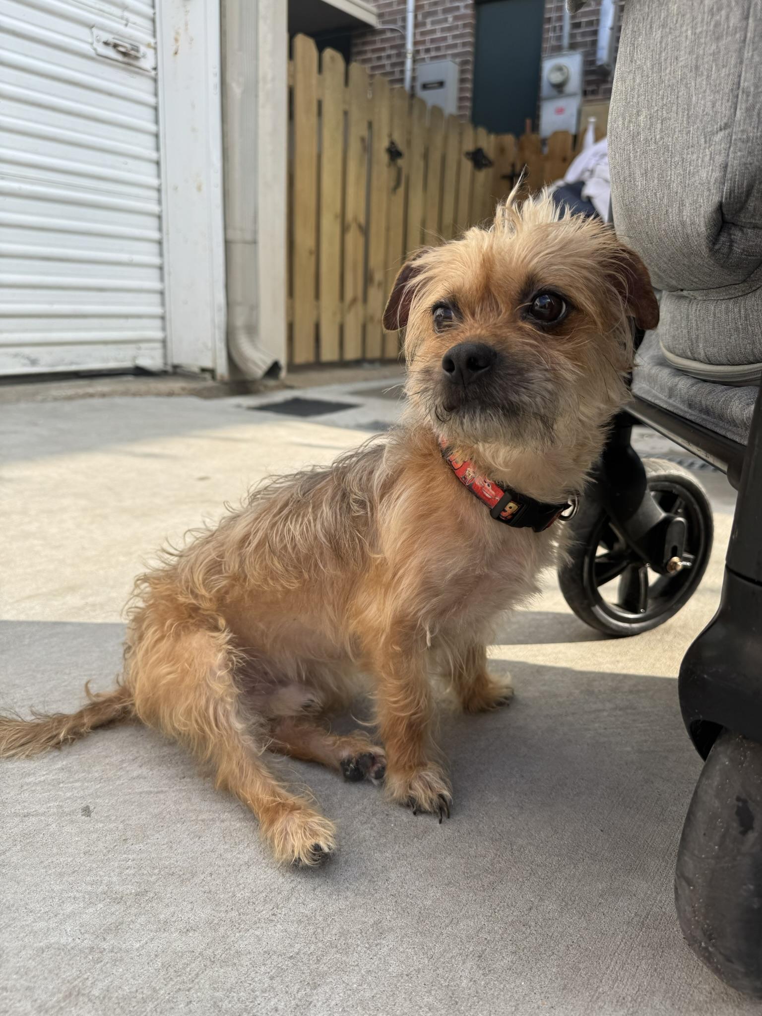 Wookie, Adoptable, Adult Male Pug & Terrier.