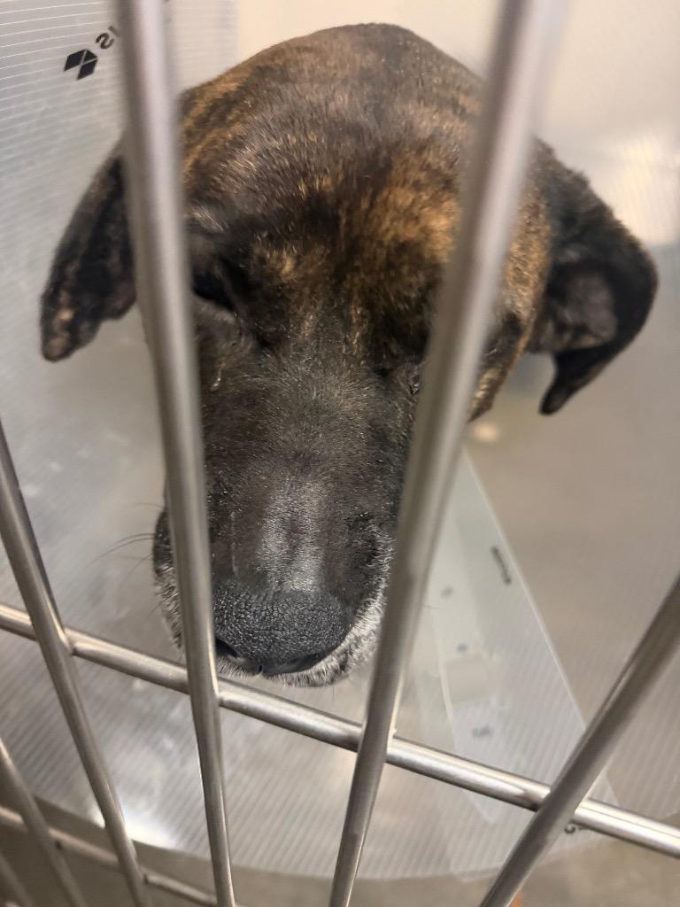 CHEEX (BENTLEY), Adopted, Adult Female Boxer.