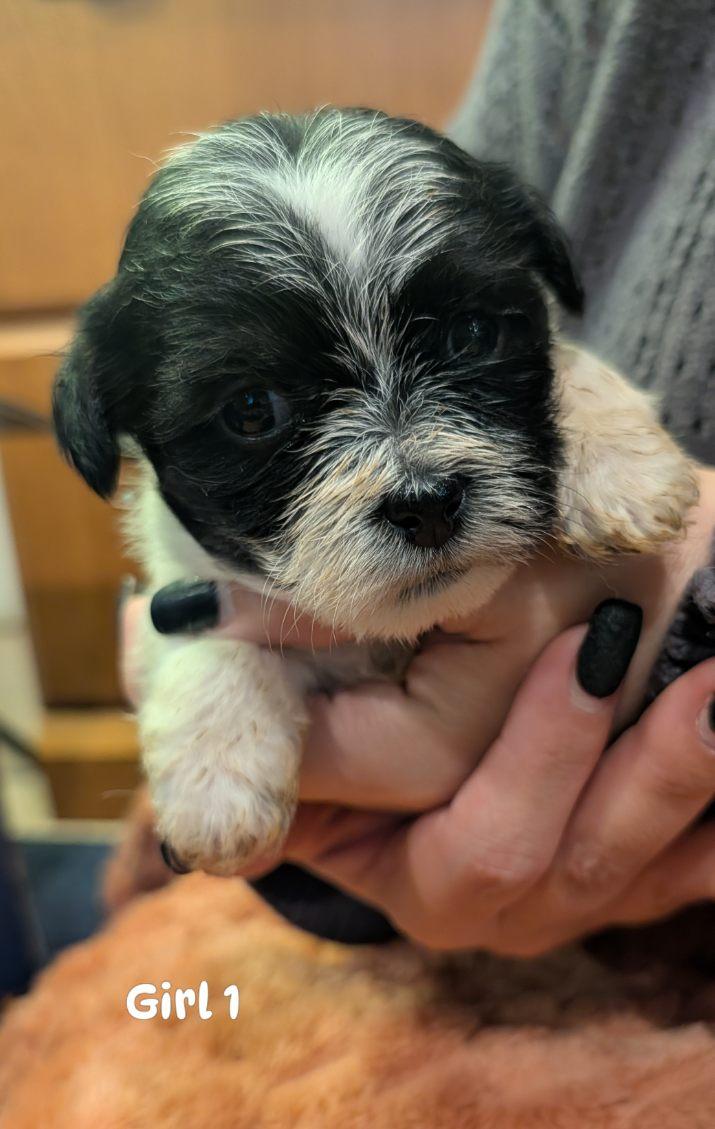 Girl from Penny's litter, Adoptable, Puppy Female Shih Tzu & Yorkshire Terrier.