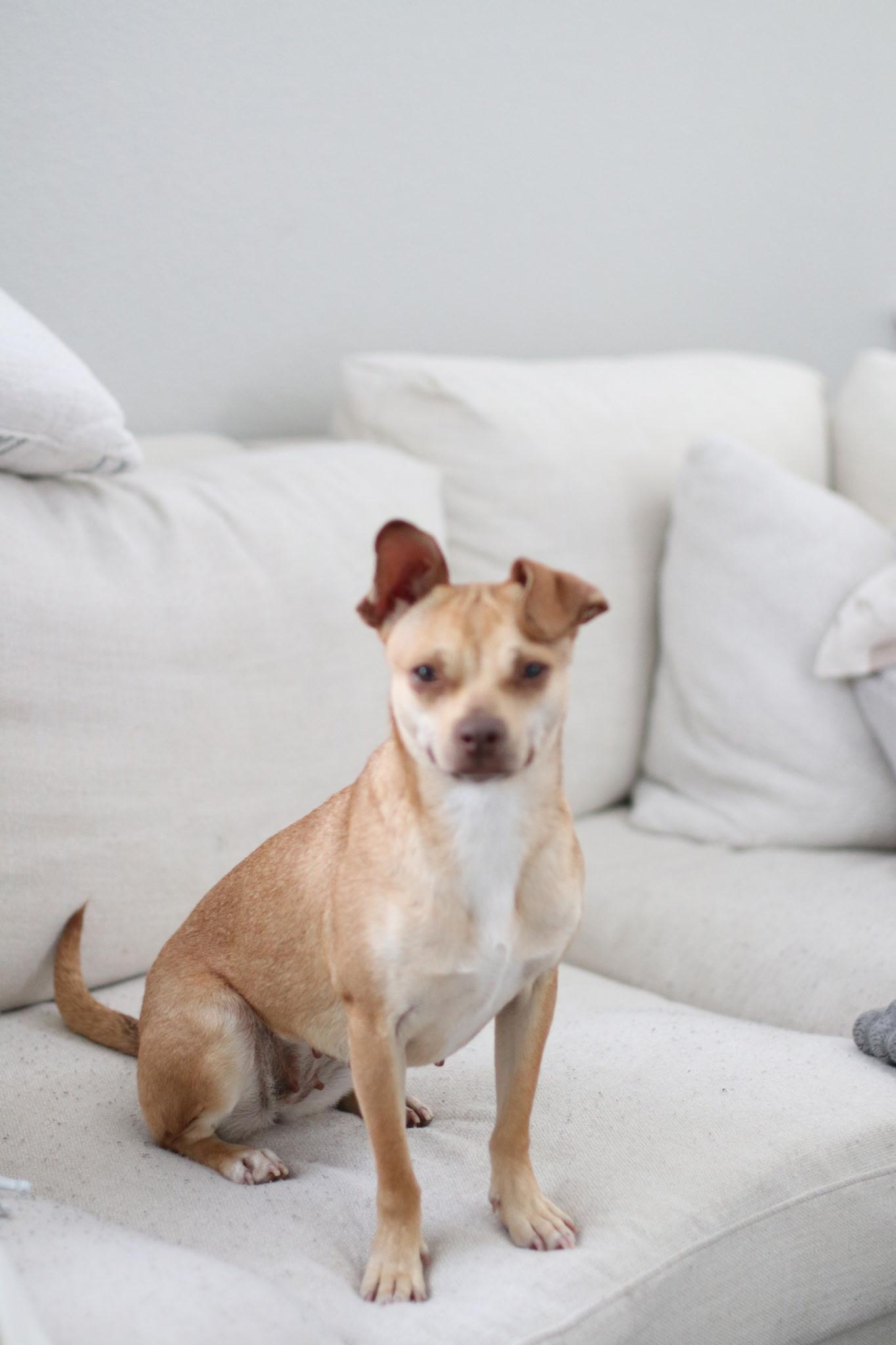 Enlarge Lola, a ADOPTABLE Chihuahua in tracy, CA image 2/5