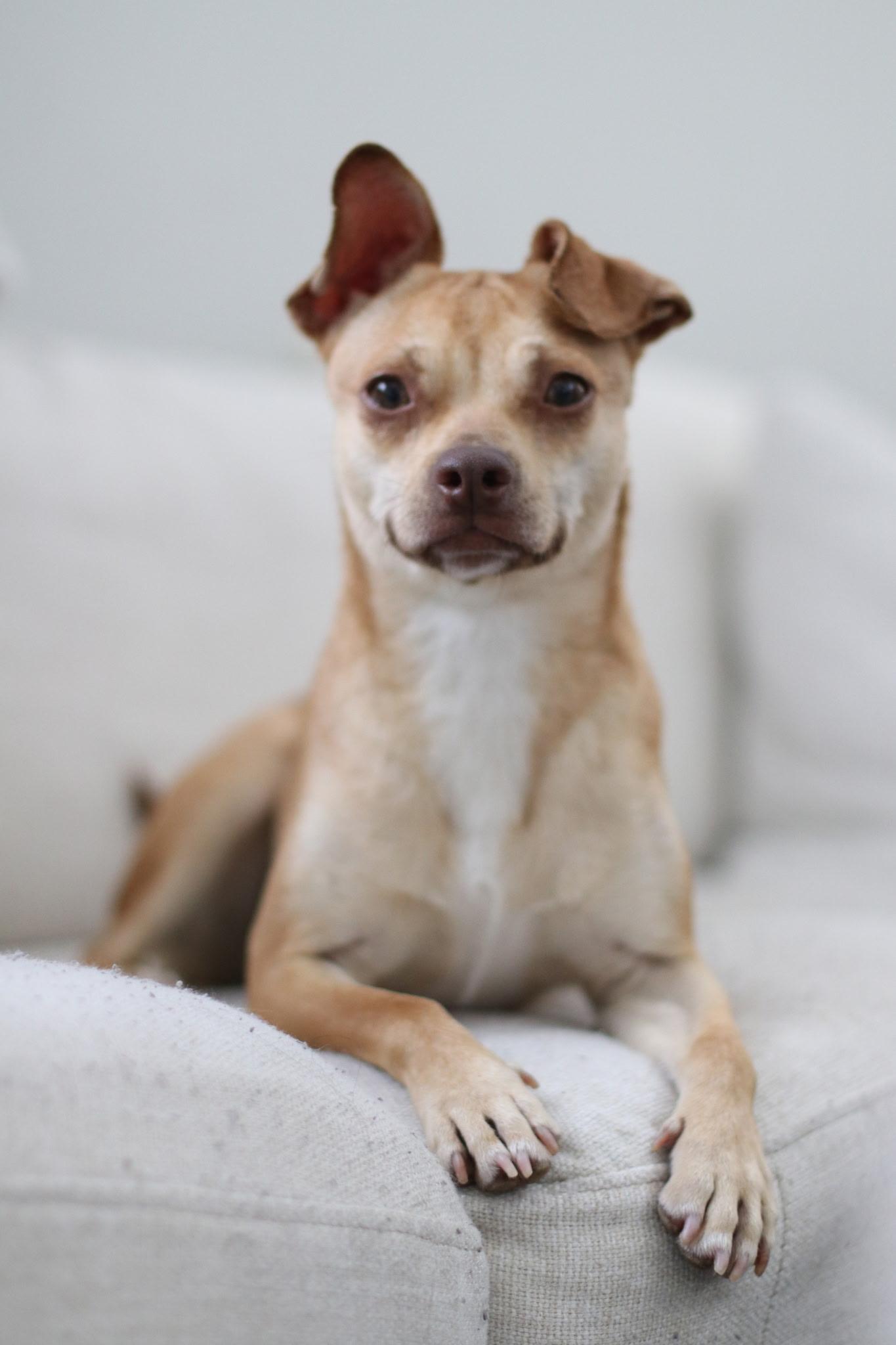 Lola, ADOPTABLE, Young Female Chihuahua.