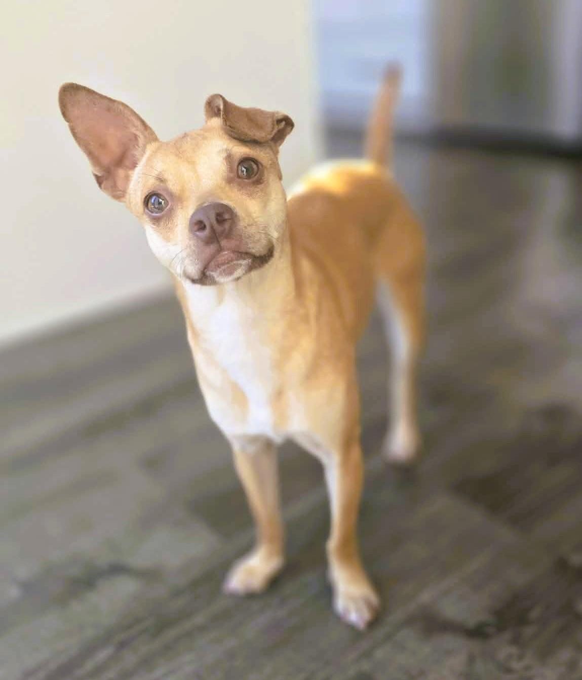 Enlarge Lola, a ADOPTABLE Chihuahua in tracy, CA image 5/5