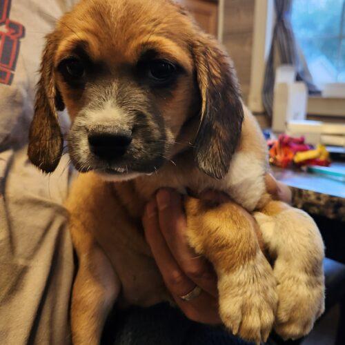 Tiny (#399), Adoptable, Puppy Female Puggle.