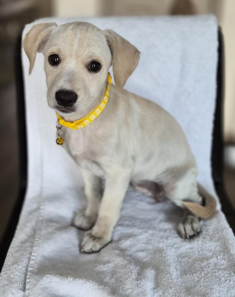 Cortana, an adopted mixed breed in Orlando, FL image 1/6