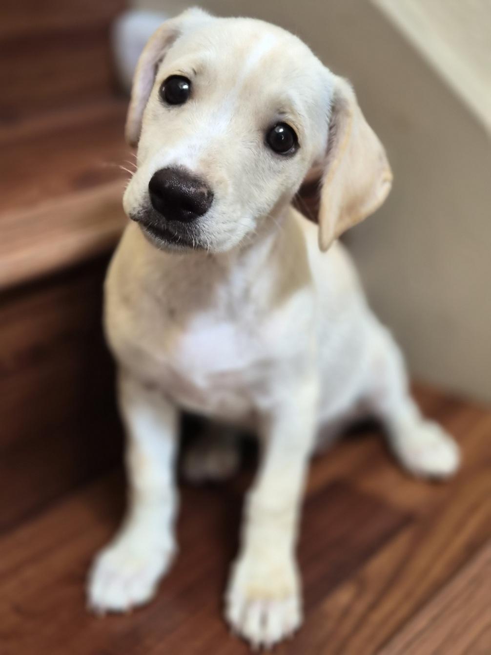 Cortana, an adopted mixed breed in Orlando, FL image 2/6