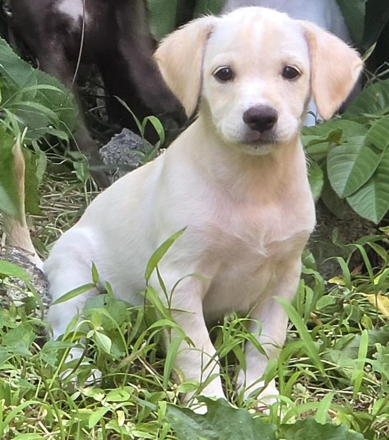 Cortana, an adopted mixed breed in Orlando, FL image 3/6