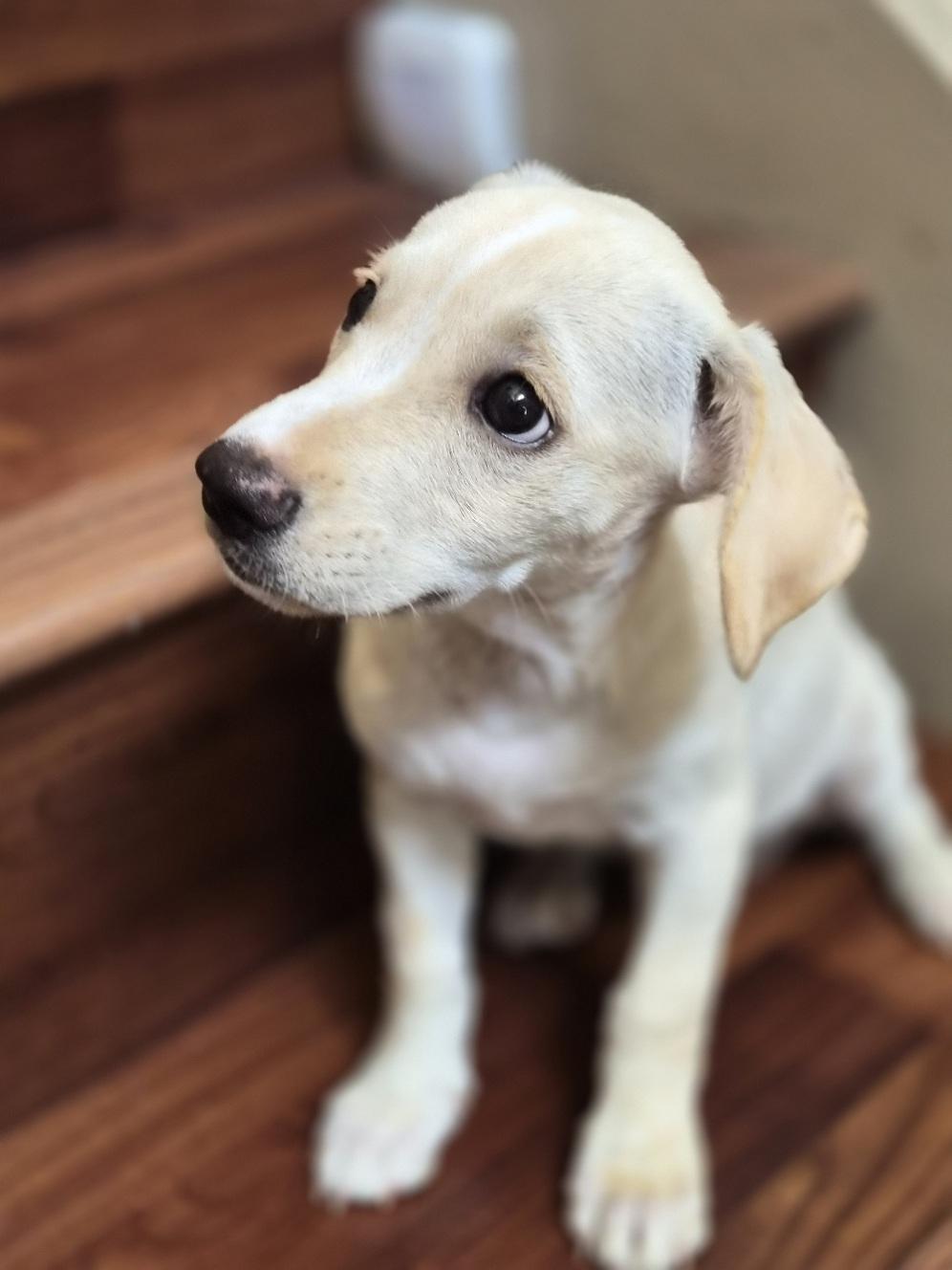 Cortana, an adopted mixed breed in Orlando, FL image 4/6
