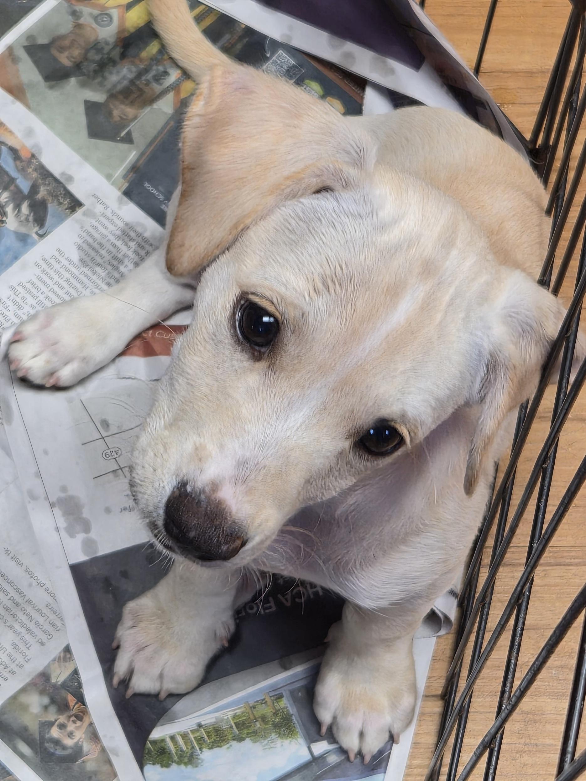 Cortana, an adopted mixed breed in Orlando, FL image 5/6