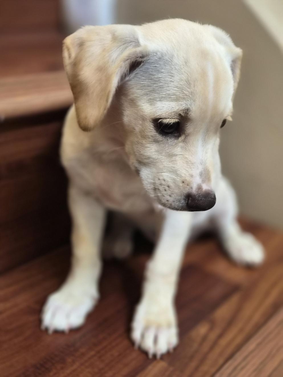 Cortana, an adopted mixed breed in Orlando, FL image 6/6