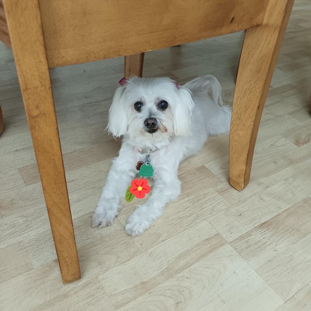 Fluffy, a Adoptable Maltese in Juno Beach, FL image 1/3
