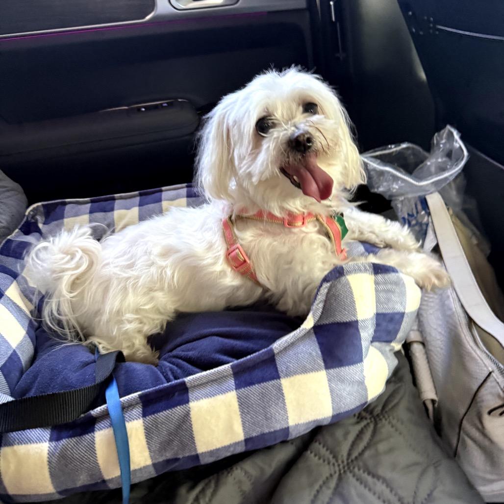 Fluffy, a Adoptable Maltese in Juno Beach, FL image 2/3