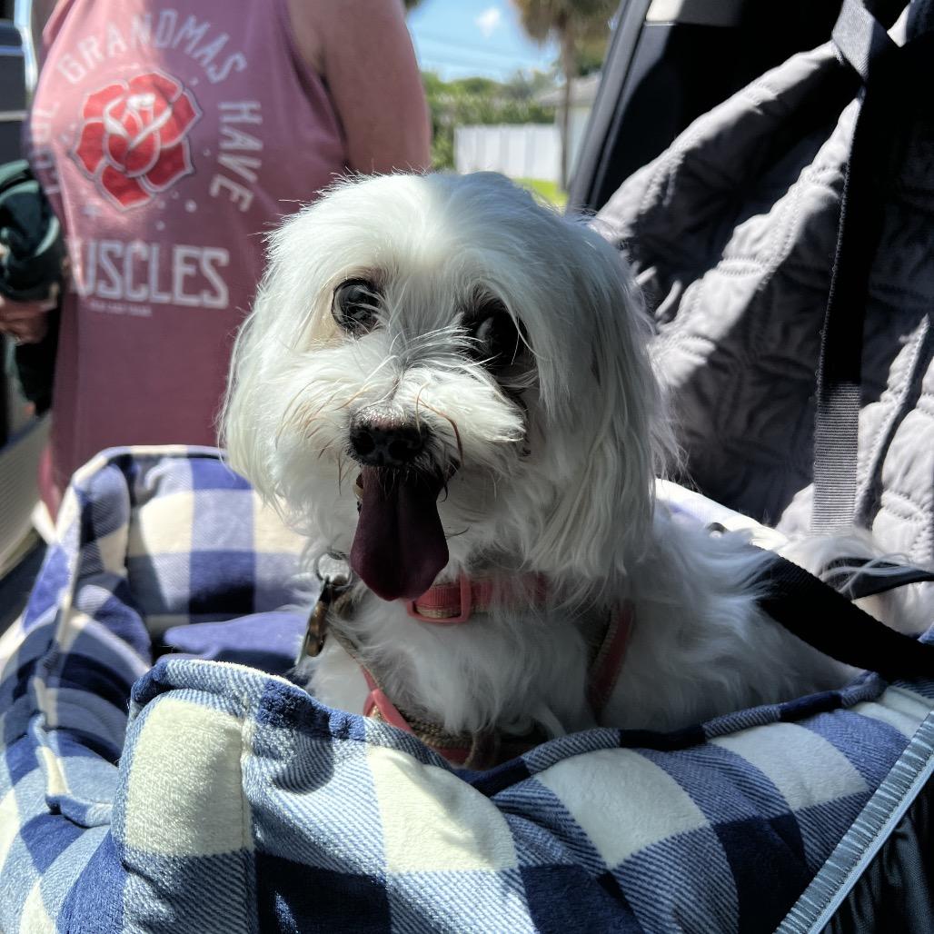 Fluffy, a Adoptable Maltese in Juno Beach, FL image 3/3