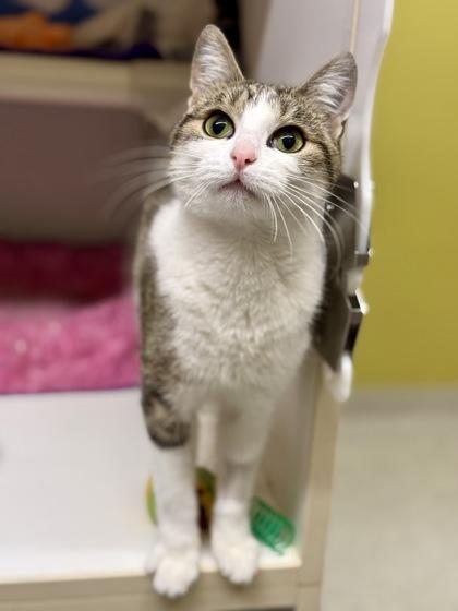 Enlarge Roxanne, an adopted Domestic Short Hair in Downers Grove, IL image 3/3