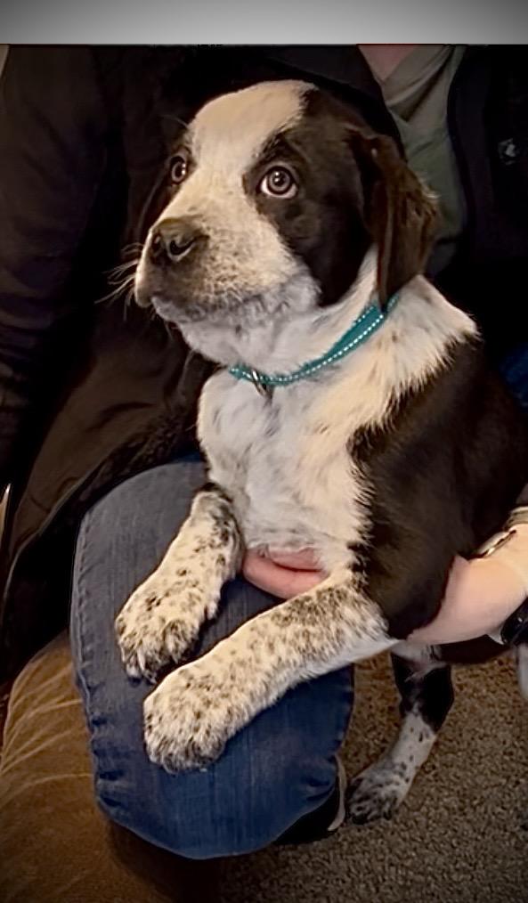 Enlarge Panda fka Po Po Delta pup, a Adoptable mixed breed in Jerome, ID image 1/6