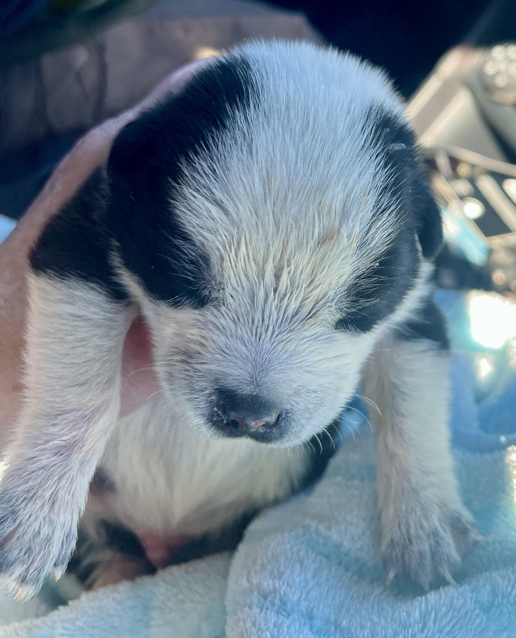 Delta pup Panda, Adoptable, Puppy Male Pit Bull Terrier & American Bulldog.