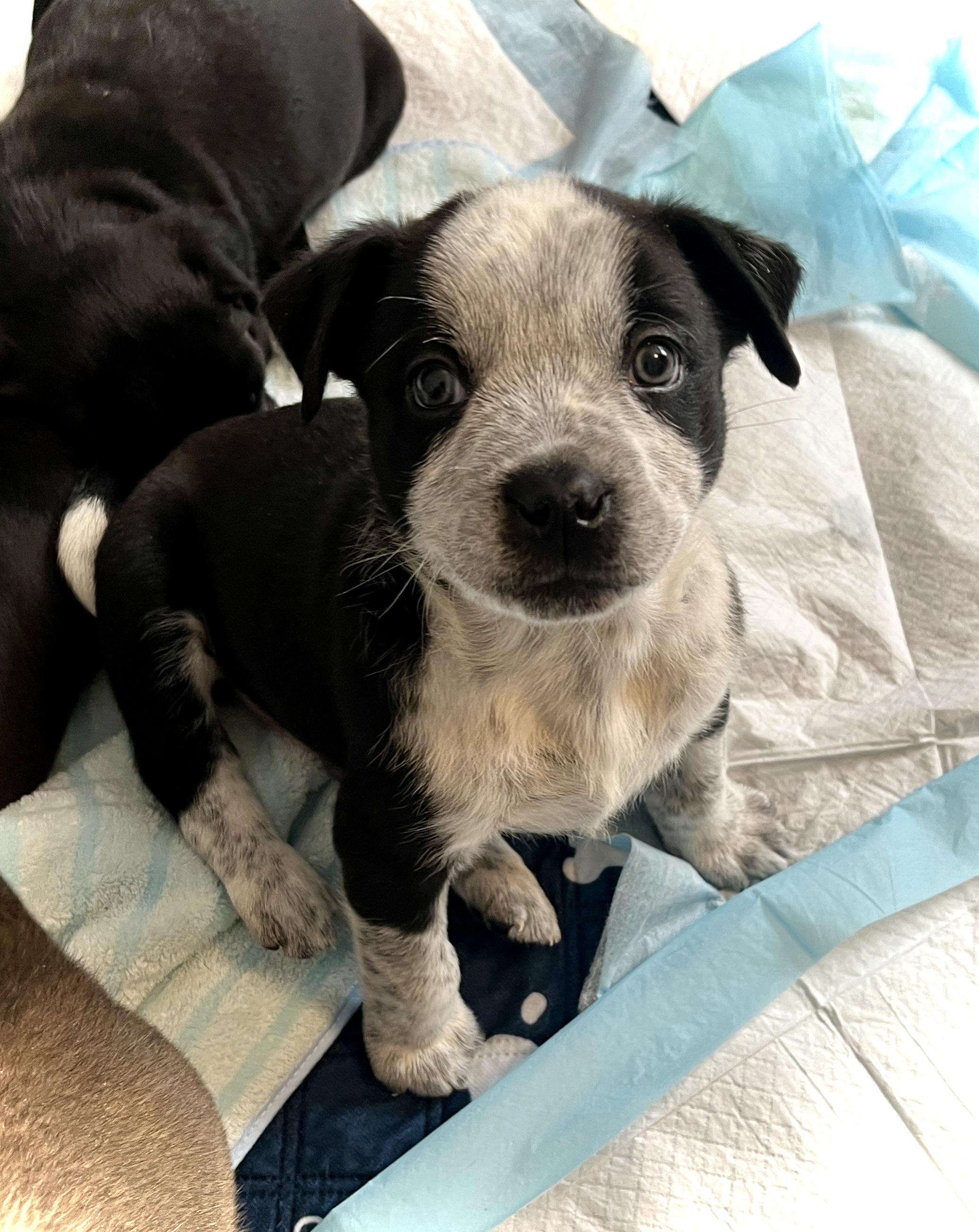 Enlarge Panda fka Po Po Delta pup, a Adoptable mixed breed in Jerome, ID image 2/6