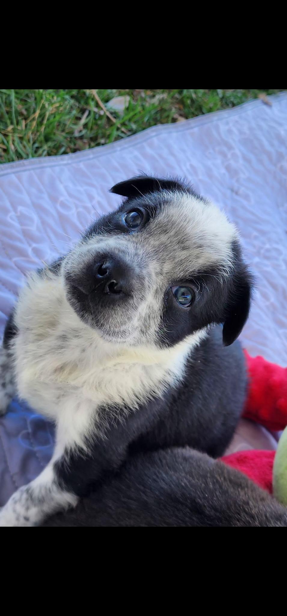 Panda fka Po Po Delta pup, Adoptable, Puppy Male Pit Bull Terrier & American Bulldog.