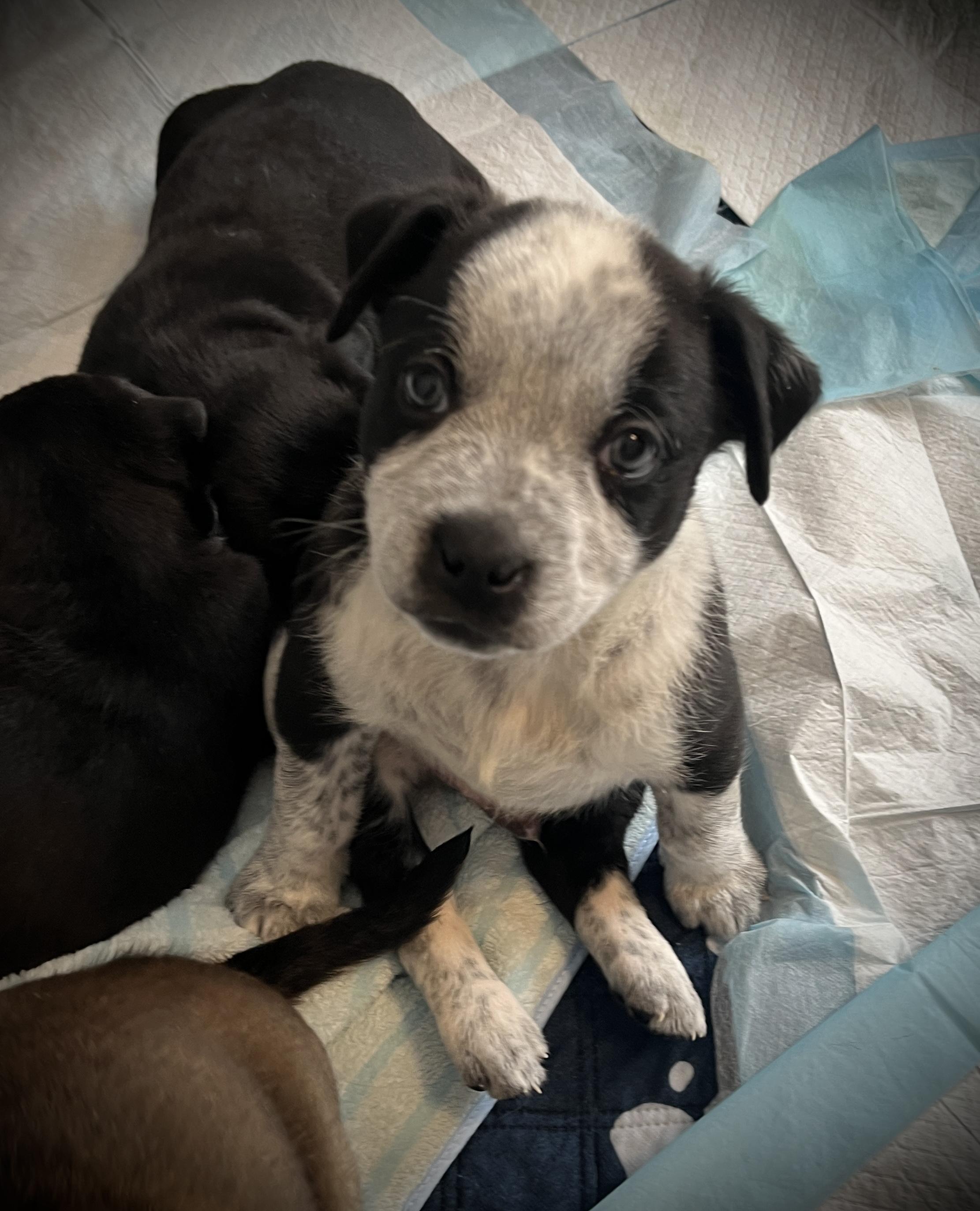 Panda fka Po Po Delta pup, a Adoptable mixed breed in Jerome, ID image 3/6
