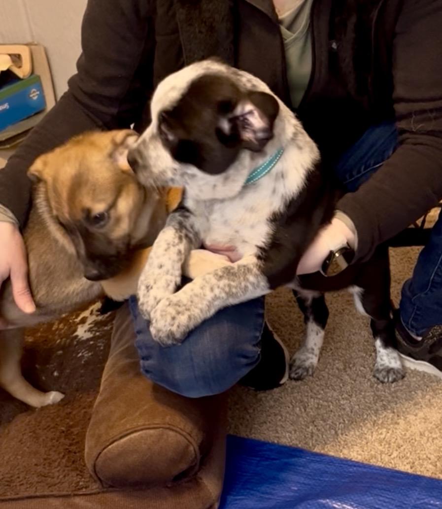 Enlarge Panda fka Po Po Delta pup, a Adoptable mixed breed in Jerome, ID image 4/6