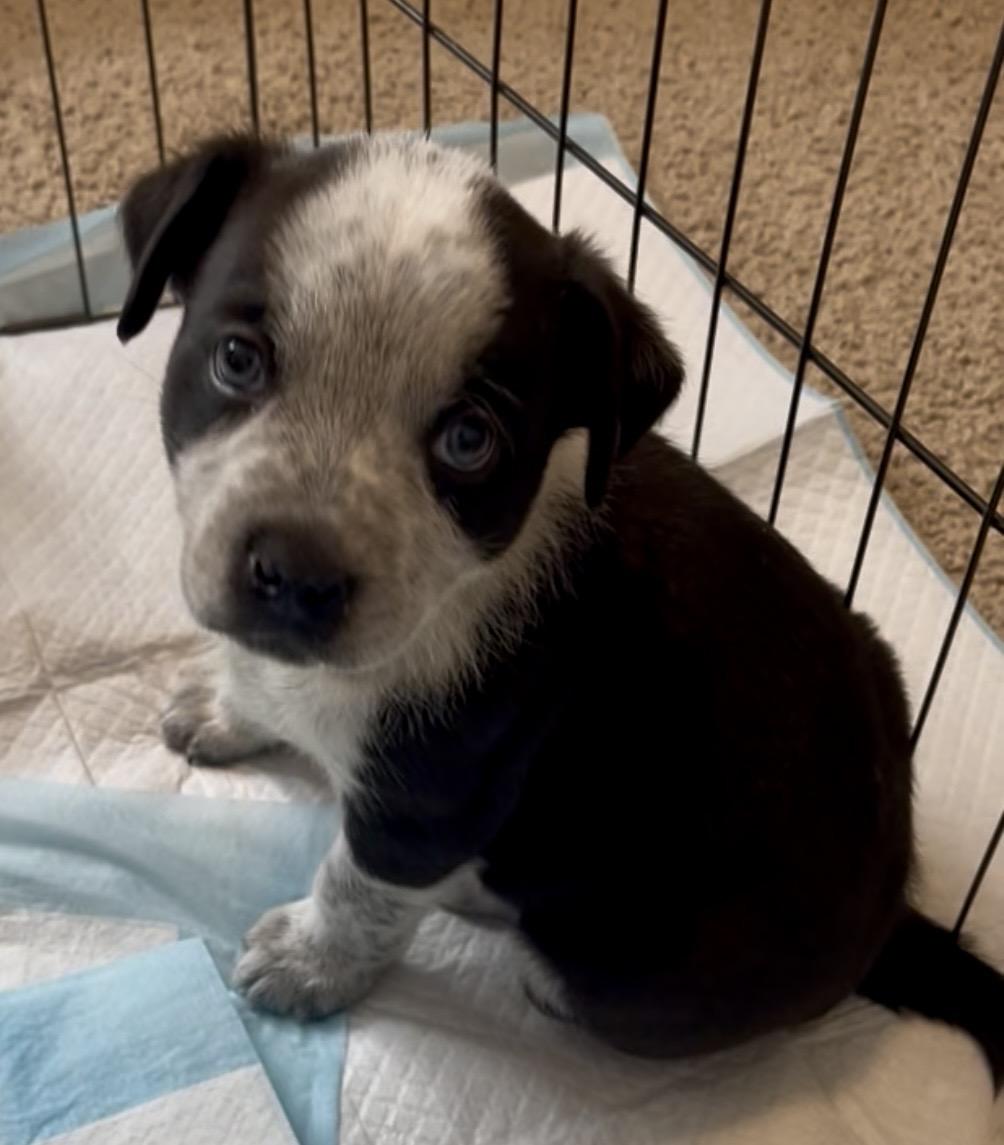 Panda fka Po Po Delta pup, a Adoptable mixed breed in Jerome, ID image 4/6
