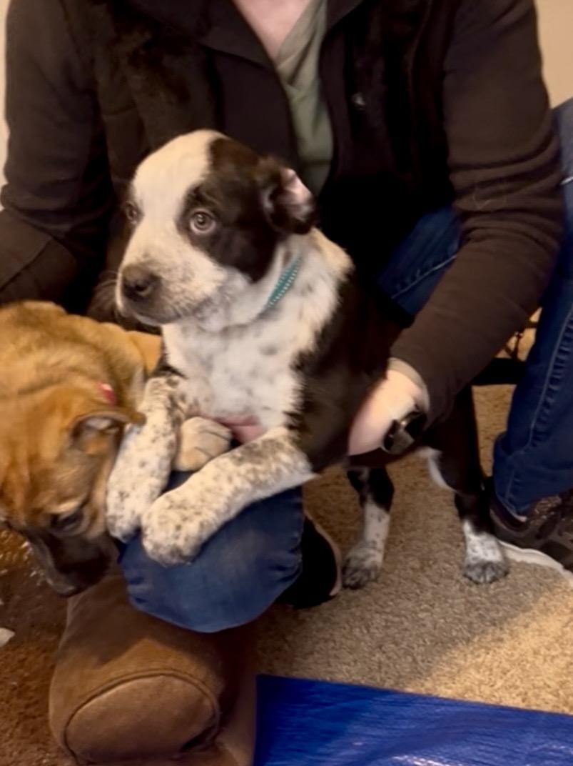 Enlarge Panda fka Po Po Delta pup, a Adoptable mixed breed in Jerome, ID image 5/6