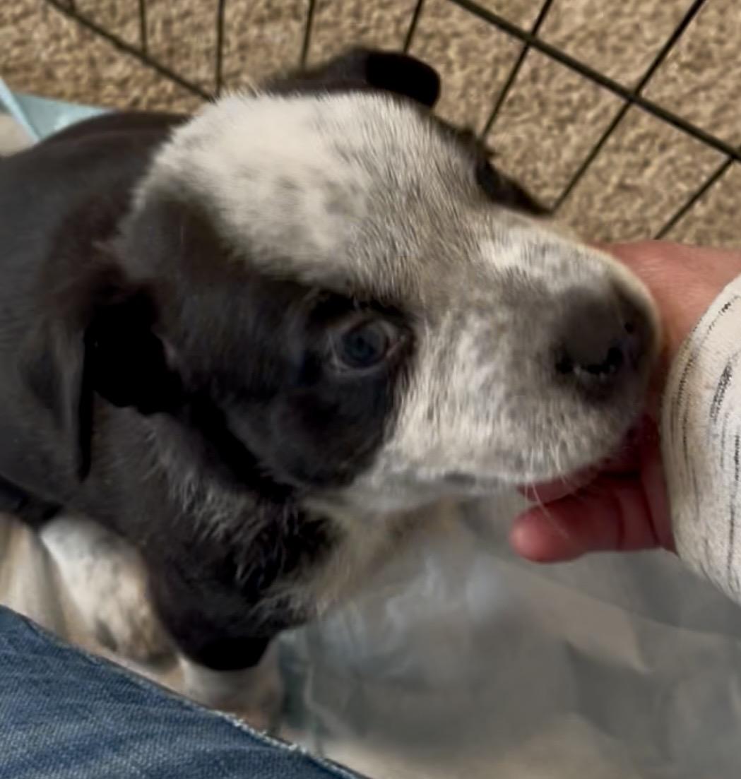 Panda fka Po Po Delta pup, a Adoptable mixed breed in Jerome, ID image 5/6