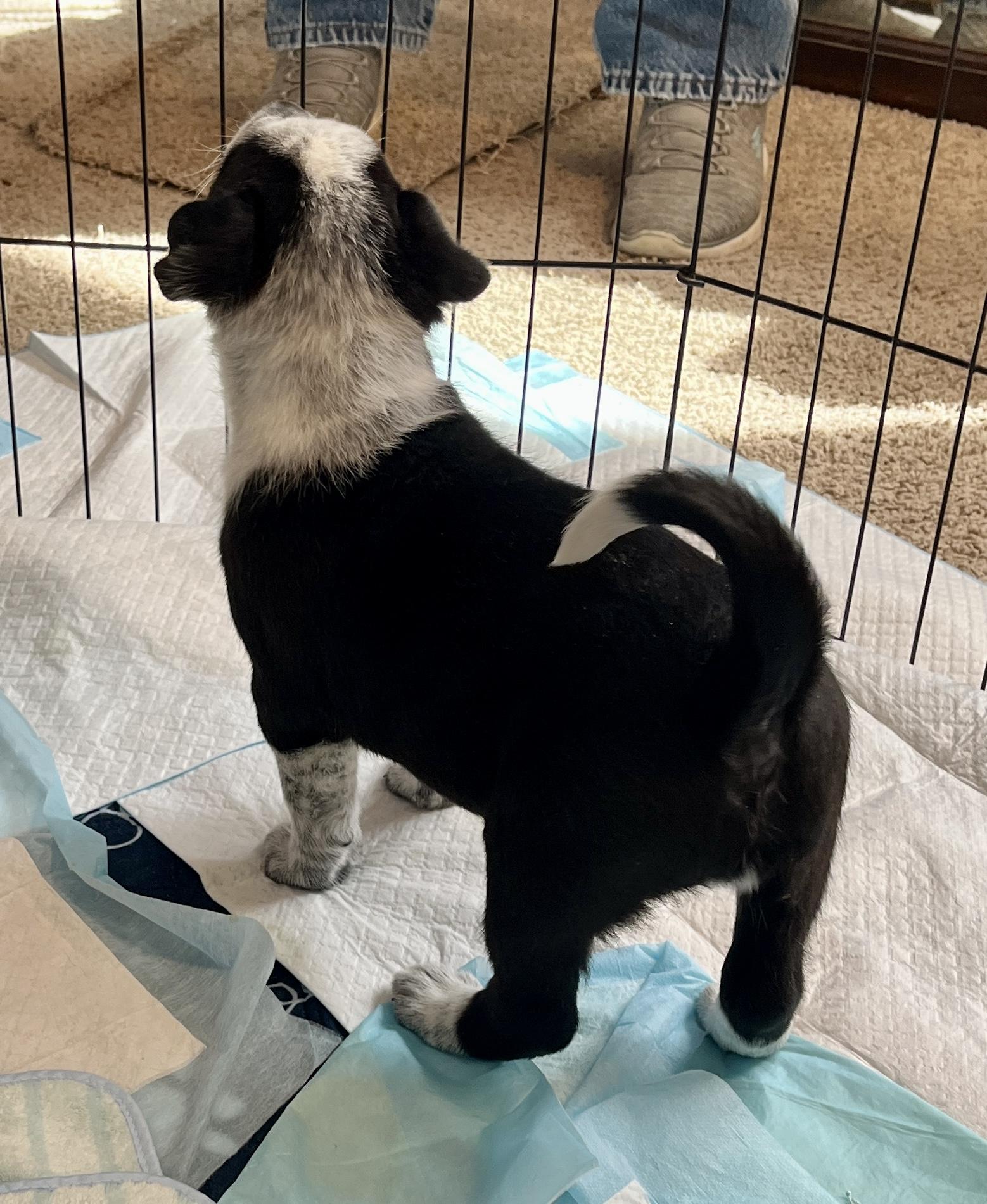 Panda fka Po Po Delta pup, a Adoptable mixed breed in Jerome, ID image 6/6