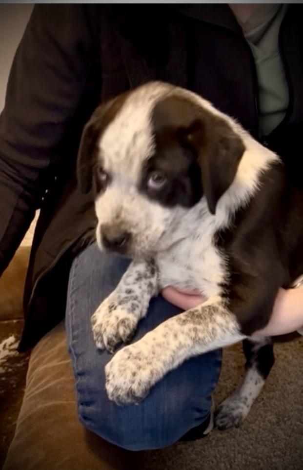 Enlarge Panda fka Po Po Delta pup, a Adoptable mixed breed in Jerome, ID image 6/6