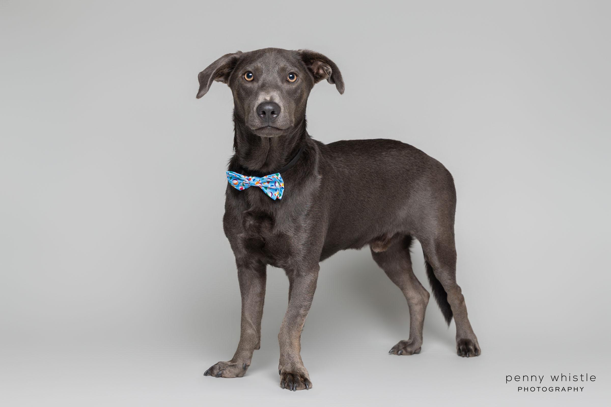 Enlarge Grayson, a Adoptable mixed breed in Coppell, TX image 4/6