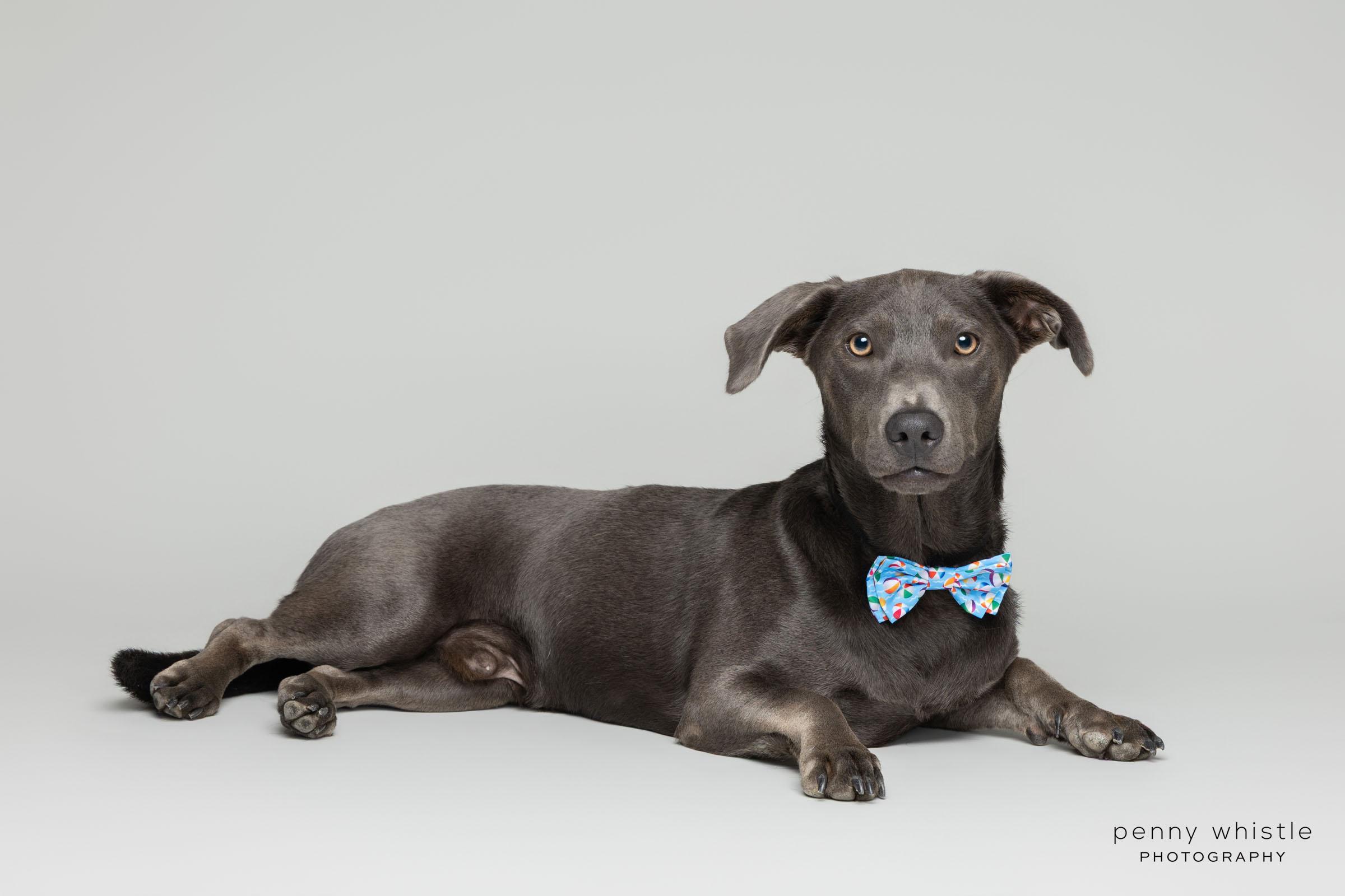 Enlarge Grayson, a Adoptable mixed breed in Coppell, TX image 3/6