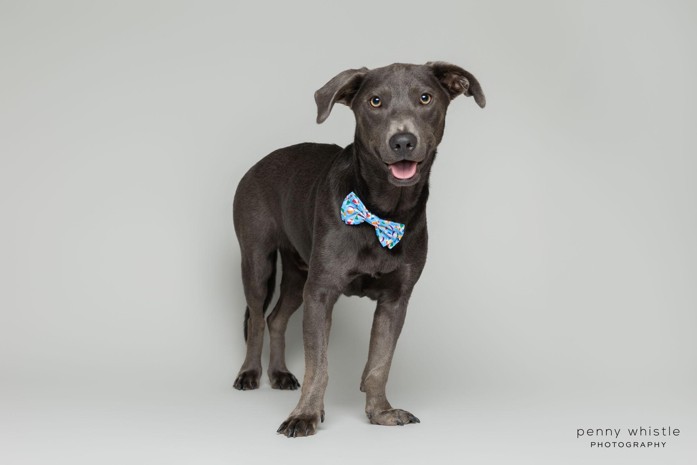 Enlarge Grayson, a Adoptable mixed breed in Coppell, TX image 5/6