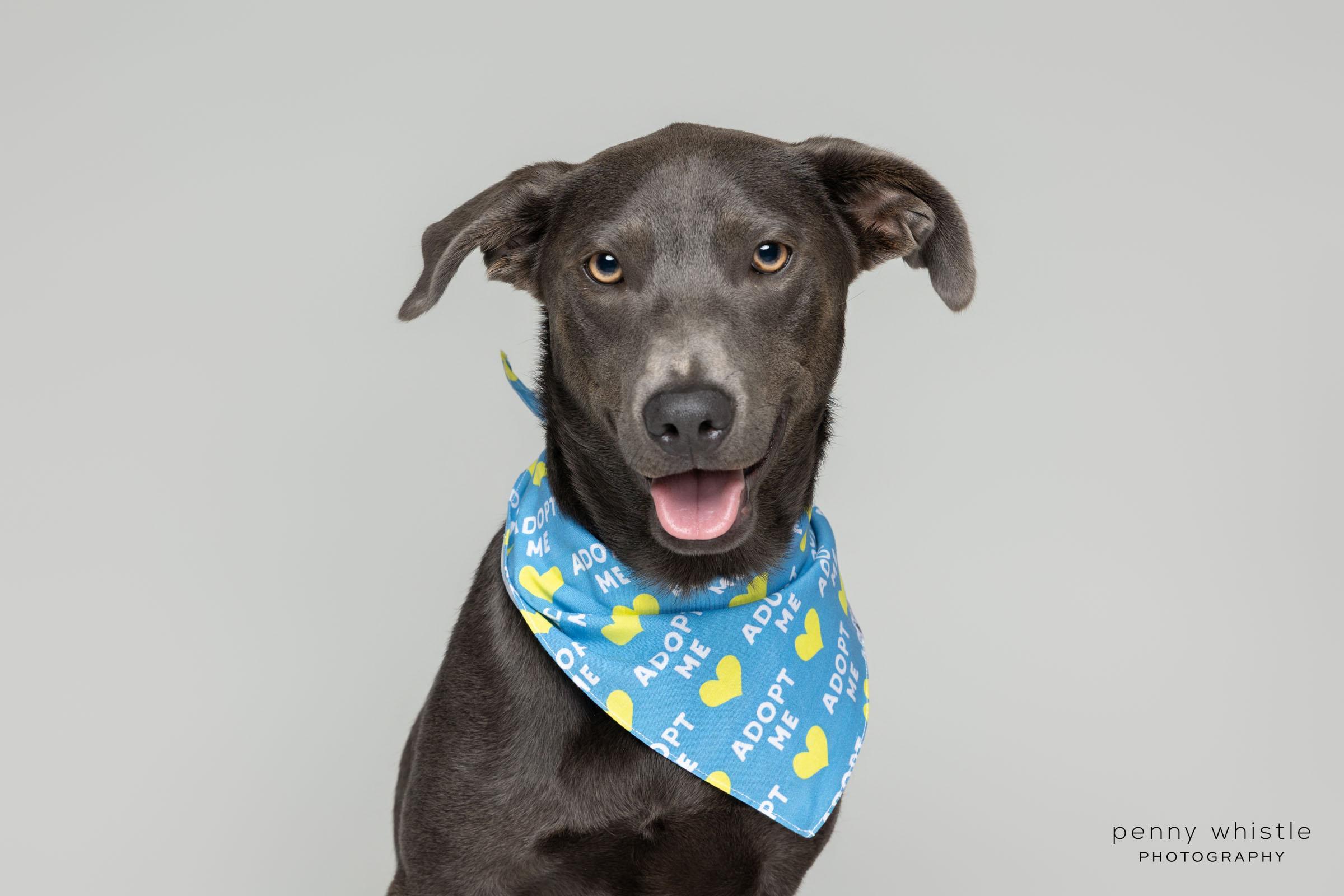 Enlarge Grayson, a Adoptable mixed breed in Coppell, TX image 6/6