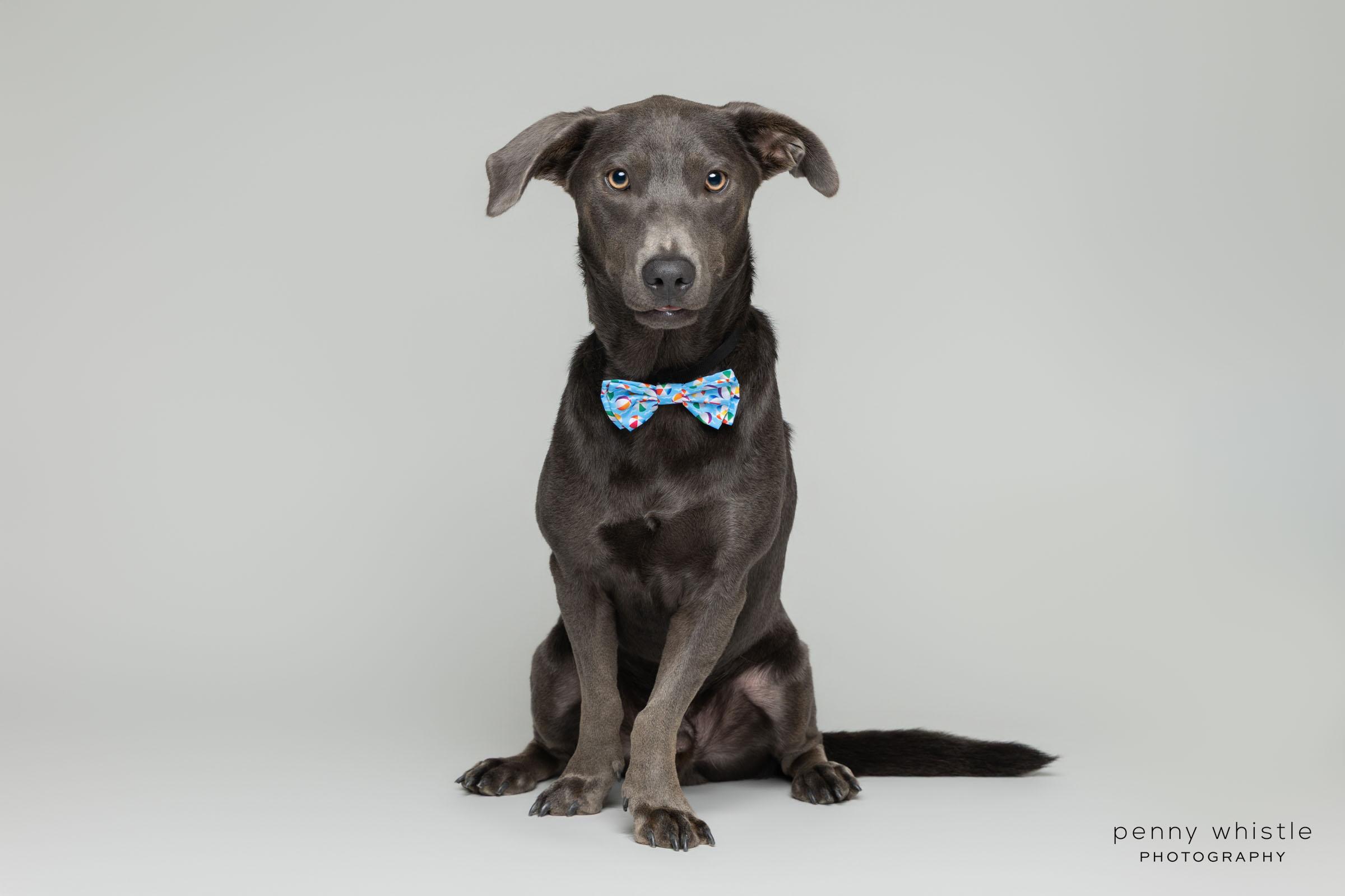 Enlarge Grayson, a Adoptable mixed breed in Coppell, TX image 2/6