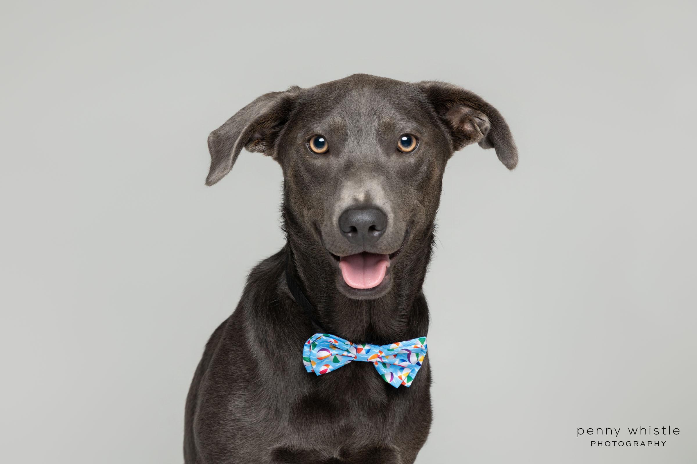 Enlarge Grayson, a Adoptable mixed breed in Coppell, TX image 1/6