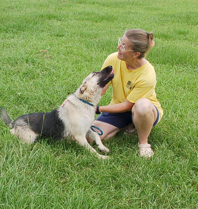 DANCER, Adoptable, Young Female German Shepherd Dog.
