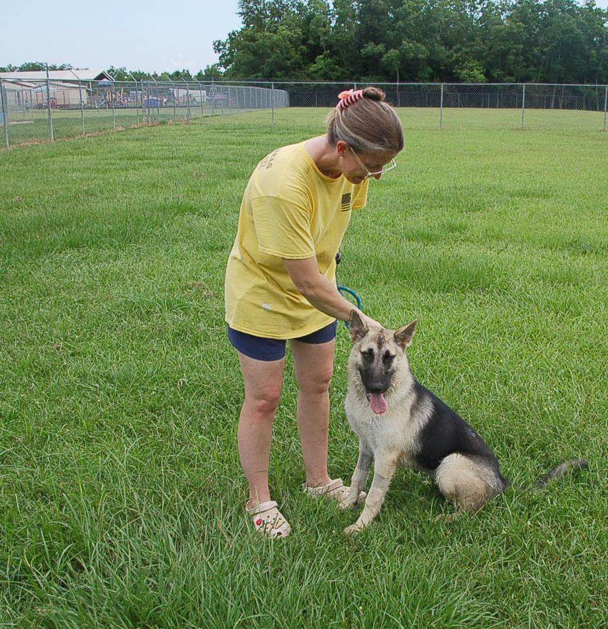 DANCER, a Adoptable German Shepherd Dog in Preston, CT image 3/6