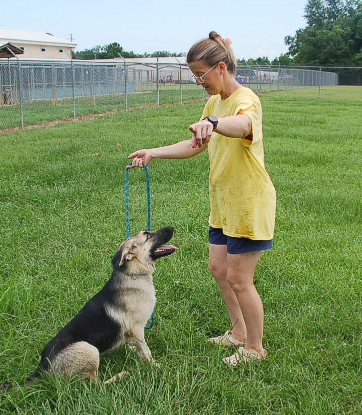 DANCER, a Adoptable German Shepherd Dog in Preston, CT image 4/6