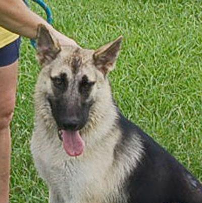 DANCER, a Adoptable German Shepherd Dog in Preston, CT image 5/6