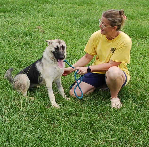 DANCER, a Adoptable German Shepherd Dog in Preston, CT image 6/6